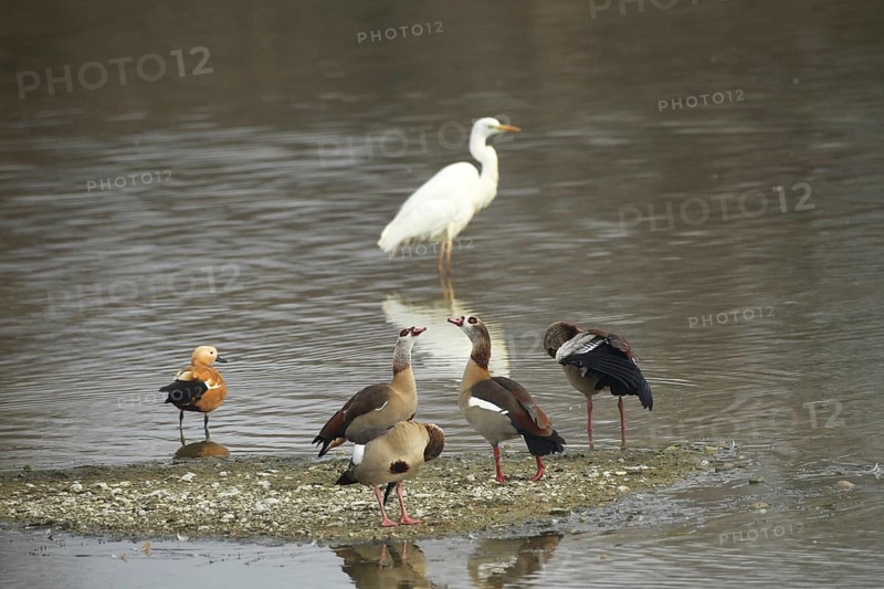Egyptian geese (Alopochen aegyptiaca) single Ruddy Shelduck (Tadorna ferruginea) and single Great White Egret (Ardea alba) on small gravel bank in lake, Allgäu, Bavaria, Germany, Allgäu, Bavaria, Germany