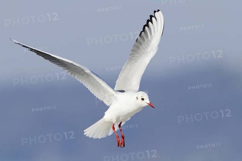 Black-headed Gull (Chroicocephalus ridibundus) flying, Thurgovia, Switzerland
