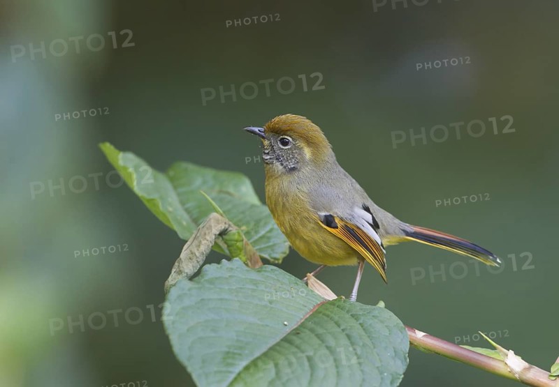 Chestnut-tailed Minla - Doi Inthanon National Park, Thailand