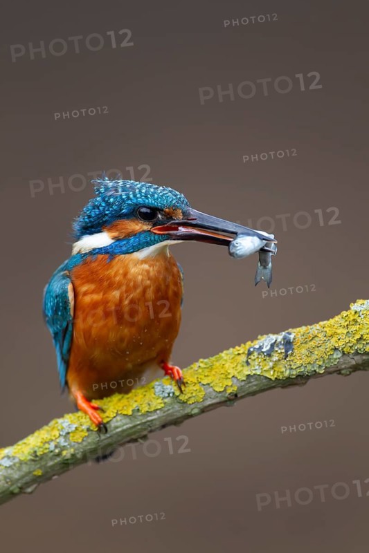 Common kingfisher (Alcedo atthis) adult bird on a tree branch with a fish in its beak, England, United Kingdom