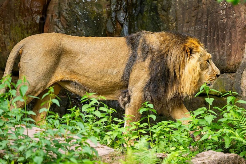 Asiatic lion (Panthera leo persica) male walking around on the ground, captive, Germany