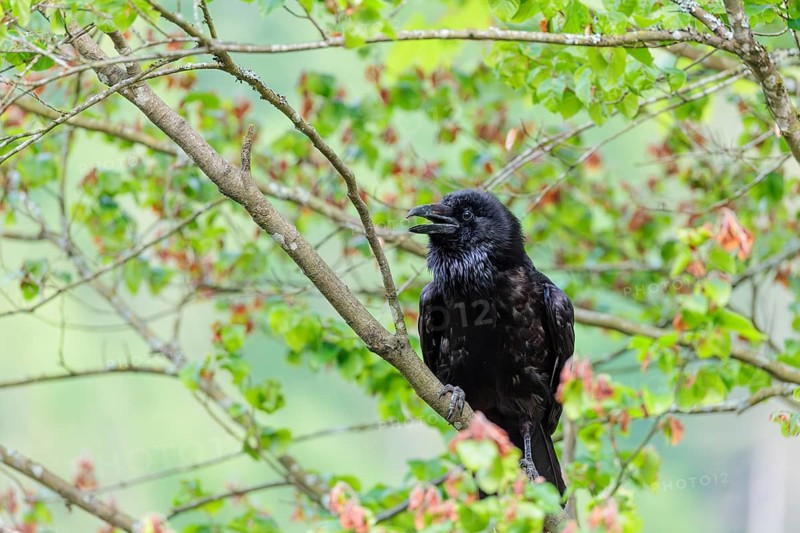 A common raven (Corvus corax) perches on a branch at the edge of a forest on a cloudy spring day. Austria