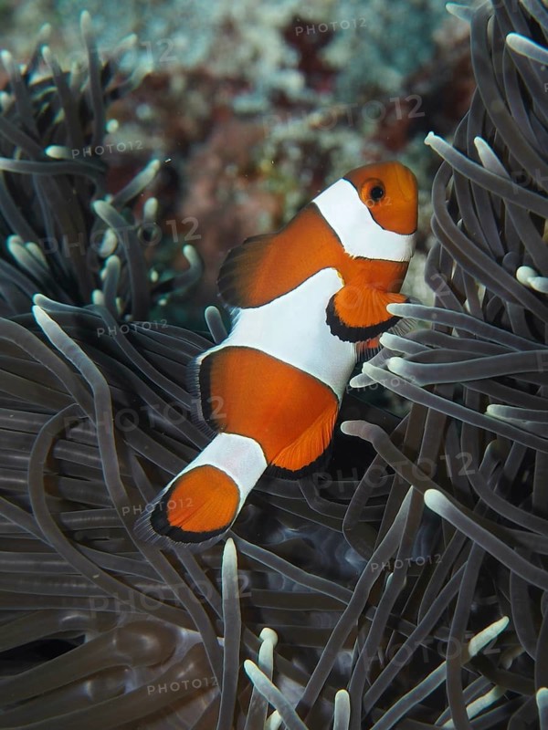 A solitary Ocellaris Clownfish (Amphiprion ocellaris), Nemo, swims through the tentacles of a sea anemone, SD dive site, Nusa Ceningan, Nusa Penida, Bali, Indonesia