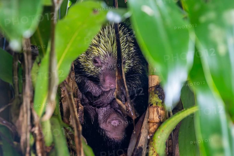 Mexican hairy dwarf porcupine (Coendou mexicanus), sleeping in a tree, Alajuela, Costa Rica