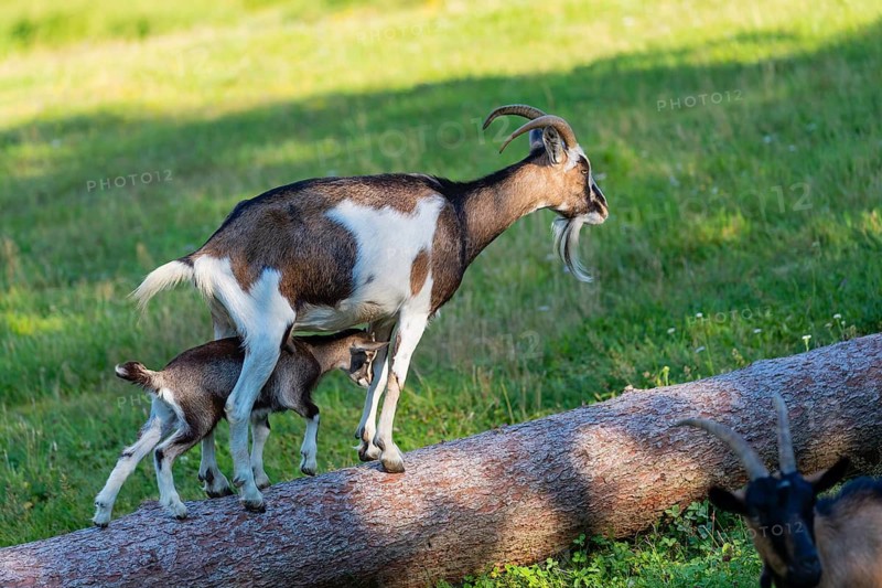 One female Tauernschecke goat, Capra aegagrus hircus, balancing along a tree trunk lying on meadow. Her goatling walks underneath her between her legs into the opposite direction