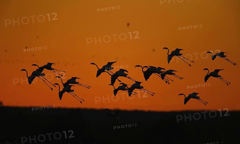 Greater Flamingo (Phoenicopterus roseus), Vila Franca de Xira, Portugal