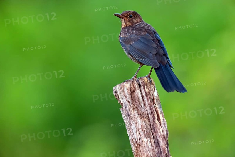 Blackbird (Turdus merula), one, individual, biotope, habitat, perch, garden, Neuhofen, Rhineland-Palatinate, Federal Republic of Germany