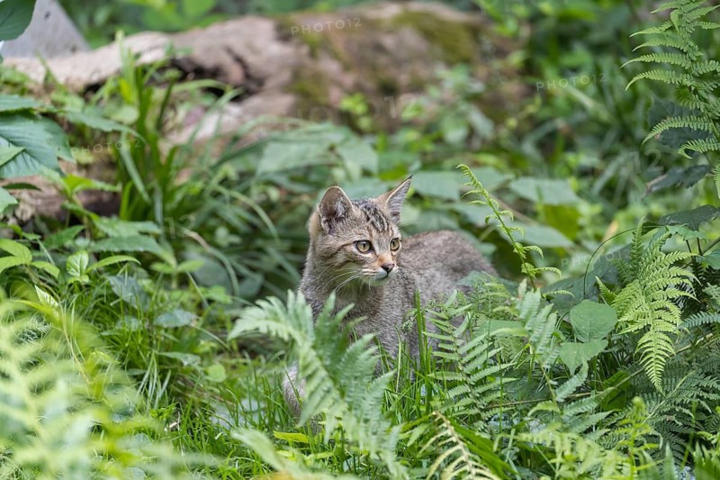 One young european wildcat, Felis silvestris silvestris, hiding in the undergrowth. Green leaves around. Eating grass