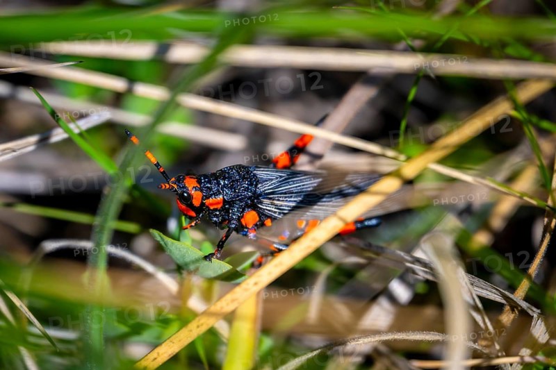 Red and black locust (Maura rubroornata), Drakensberg Mountains, South Africa