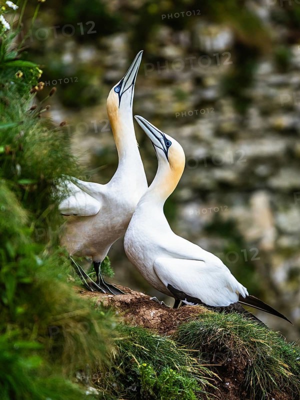 Northern Gannet, Morus bassanus, pair of birds on the cliff, Bempton Cliffs, North Yorkshire, England, United Kingdom