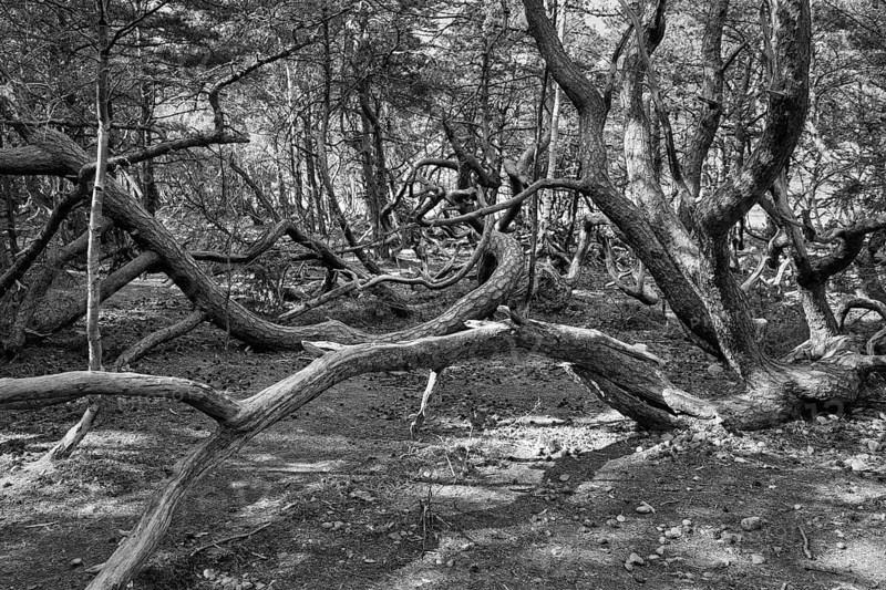 Hiking trail through Trollskogen enchanted forest, gnarled, wind-sculpted pines, Scots pines (Pinus sylvestris) and oaks, unusual, bizarre, monochrome, Öland Island, Kalmar län, Sweden
