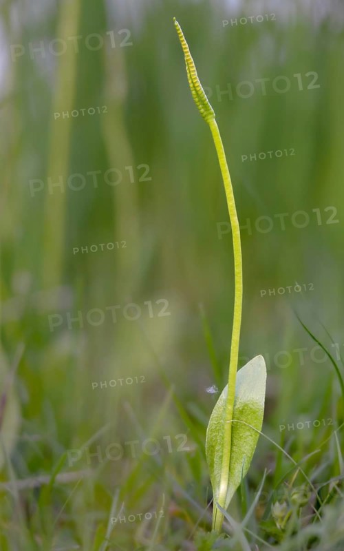 Common snake tongue, snake tongue, snake tongue family, ophioglossaceae, ophioglossum vulgatum, adder's-tongue, adders-tongue fern, flora, high size, vertical format, plants, plants, southern adders-tongue