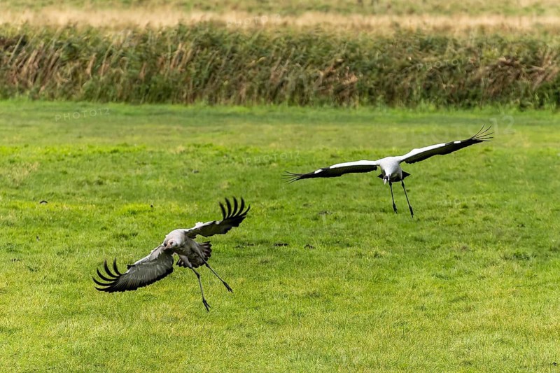 Two cranes come to land on a grass field, lively and dynamic, Crane (Grus grus) wildlife, National Park Vorpommersche Boddenlandschaft, Zingst, Mecklenburg-Vorpommern, Germany