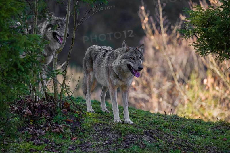 Two adult male eurasian gray wolves (Canis lupus lupus) stand on a green meadow on hilly terrain