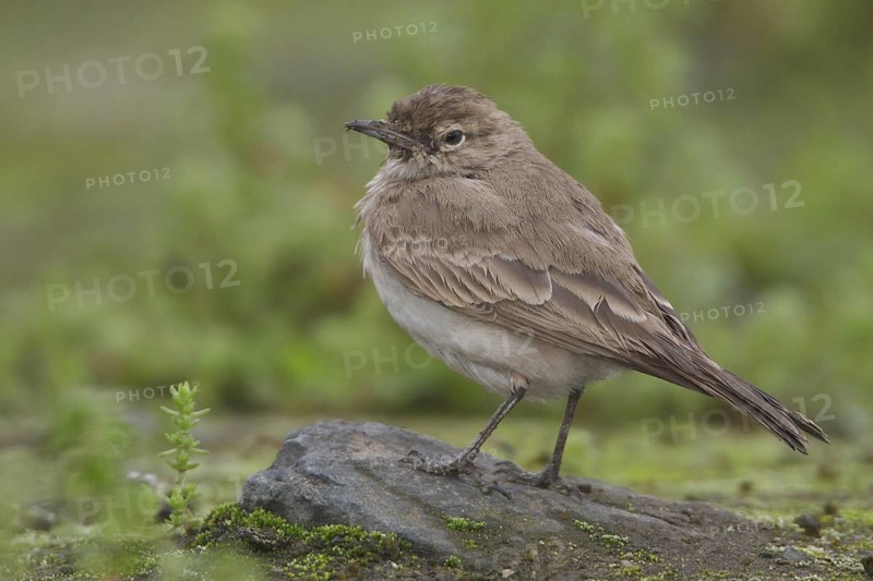 Common Miner (Geositta cunicularia), Lomas de Lachay Reserve, Peru