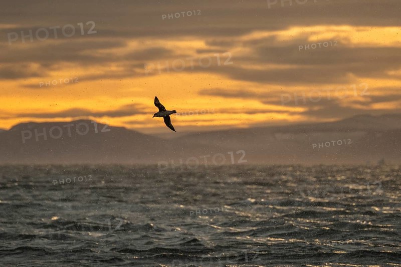Northern fulmar in flight, snow drift, sea near Boltodden, Spitsbergen, Svalbard, Norway