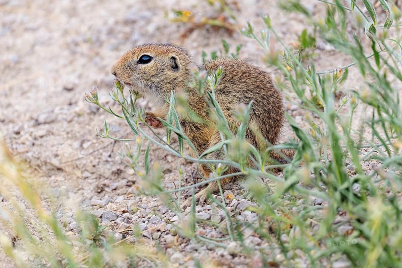 A young ground squirrel (Spermophilus citellus) eats seeds from nearby plants on a sunny day in a dry area. Austria