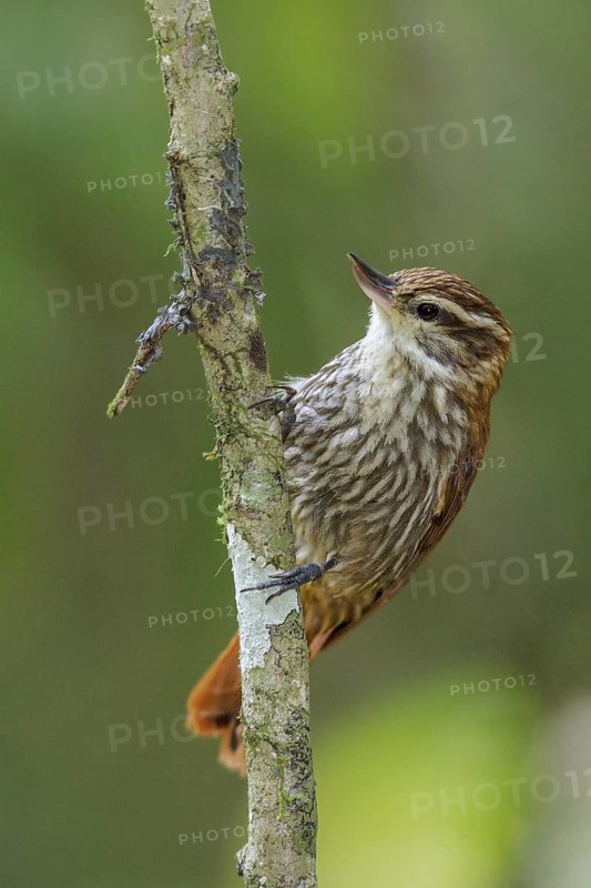 Streaked Xenops (Xenops rutilans) perched on a branch in the Atlantic rainforest of southeast Brazil