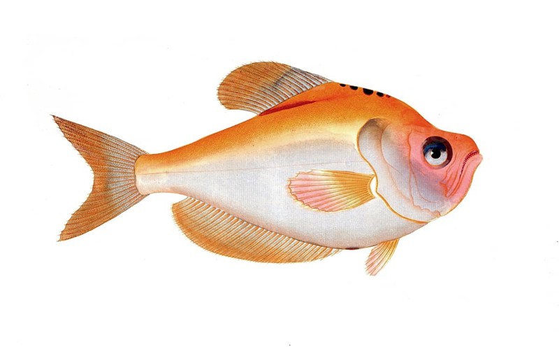 Fish, Pisces, Kyrtus indicus, The Highback, Historical, digitally restored reproduction from a 19th century original, Record date not stated