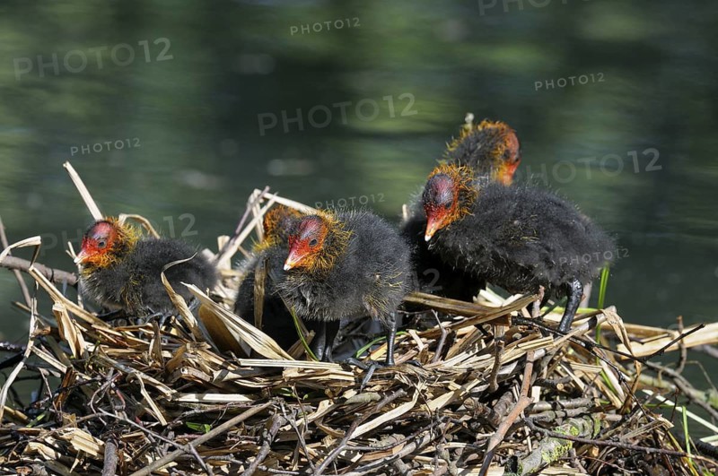 Blaessralle (Fulica atra), Coot, Jungvoegel am Nest, Mai, Oberhausen, Nordrhein-Westfalen, Deutschland