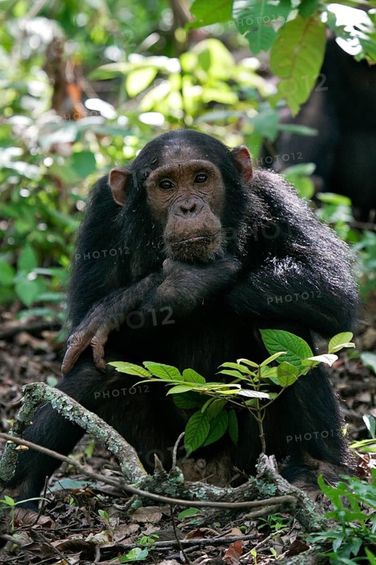 Ostafrikanischer Schimpanse (Pan troglodytes schweinfurthii) Weibchen sitzt mit nachdenklichem Blick im Bergwald, Gombe Stream Nationalpark, Tansania