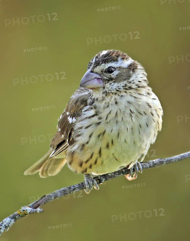 Rose-breasted Grosbeak (Pheucticus ludovicianus) juvenile, Saskatchewan, Canada