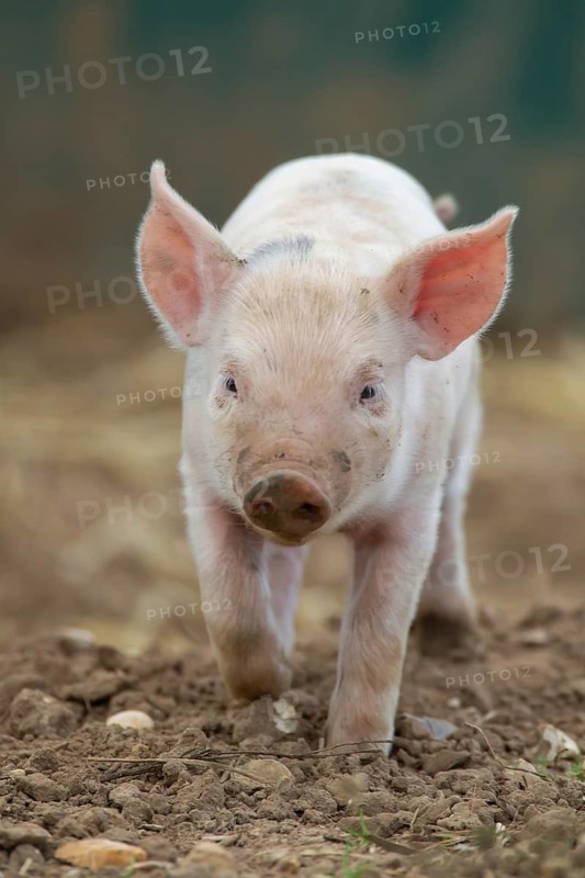 Domestic pig (Sus scrofa domesticus) juvenile baby piglet farm animal in a field in summer, England, United Kingdom