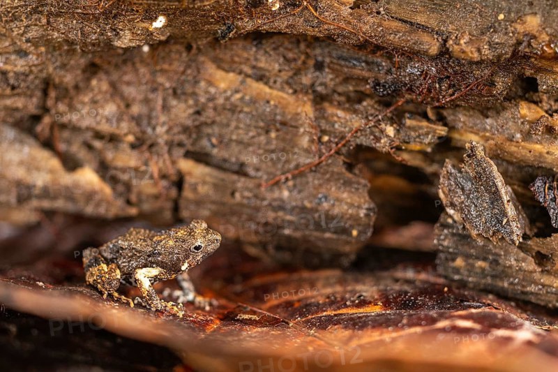 Dart frog (Diasporus diastema), frogs (Rana), Costa Rica