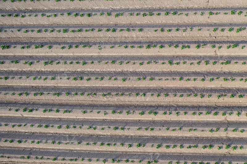 Aerial view of a potato field with ridges and young shoots, Dresden, Saxony, Germany