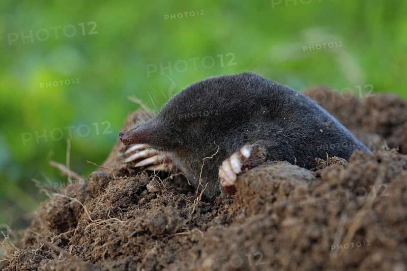 Mole, Talpa europaea, crawling out of brown molehill, green grass at backgrond