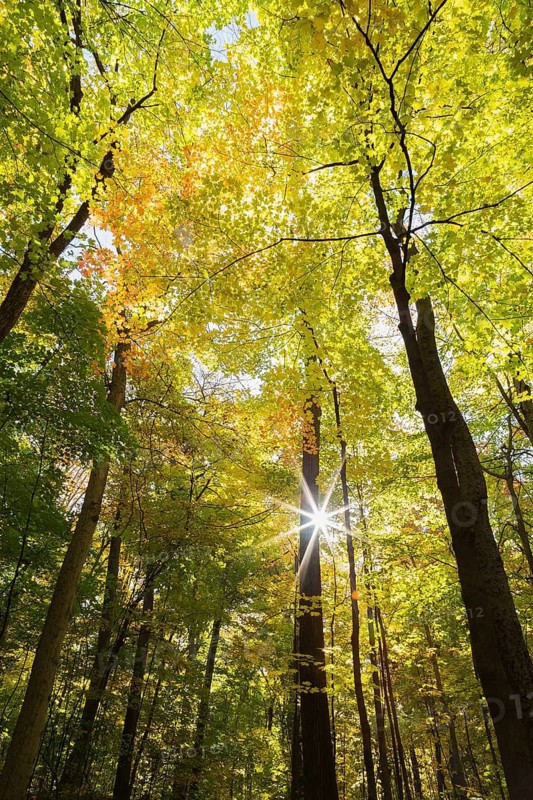 Tall silhouetted Acer - Maple and Betula - Birch trees with abundant backlighted yellow and green leaves plus sunburst in mixed forest in autumn, Laval, Quebec, Canada