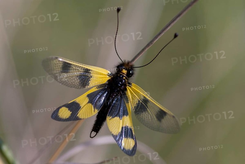 Eastern European owlfly, dragonfly macaronius, butterflies, Bulgaria, insects, web-winged birds, eastern butterflies