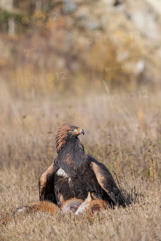 One golden eagle (Aquila chrysaetos) sitting in bright sunlight on a meadow, feeding on a dead fox