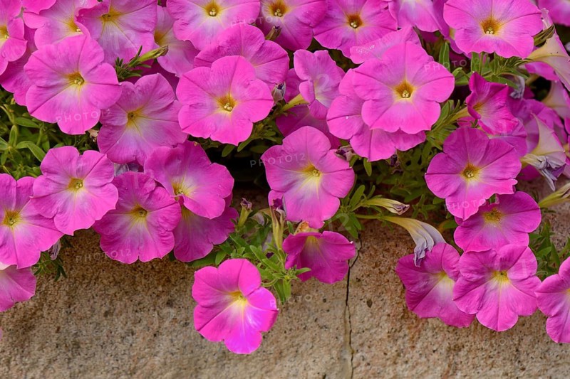 Blooming pink petunias, Petunia x hybrida, garden flower
