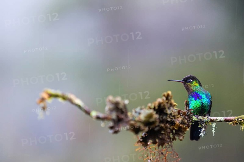 Fire-throated Hummingbird (Panterpe insignis), Hummingbird (Trochilidae), Swiftbirds (Apodiformes), San Jose Province, Central Mountain Range, Costa Rica