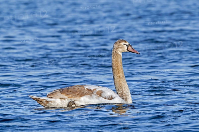 Juvenile mute swan (Cygnus olor) in first winter plumage swimming in pond in February
