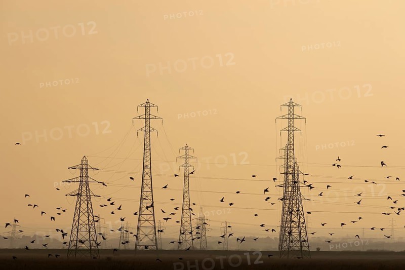 Common starling (Sturnus vulgaris) adult birds flying together in a flock during a murmuration at dusk with electricity pylons in the background, England, United Kingdom
