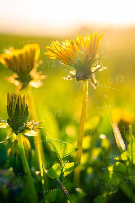 Close-up of a dandelion in soft morning light in a field, Gechingen, Heckengäu Region, Germany