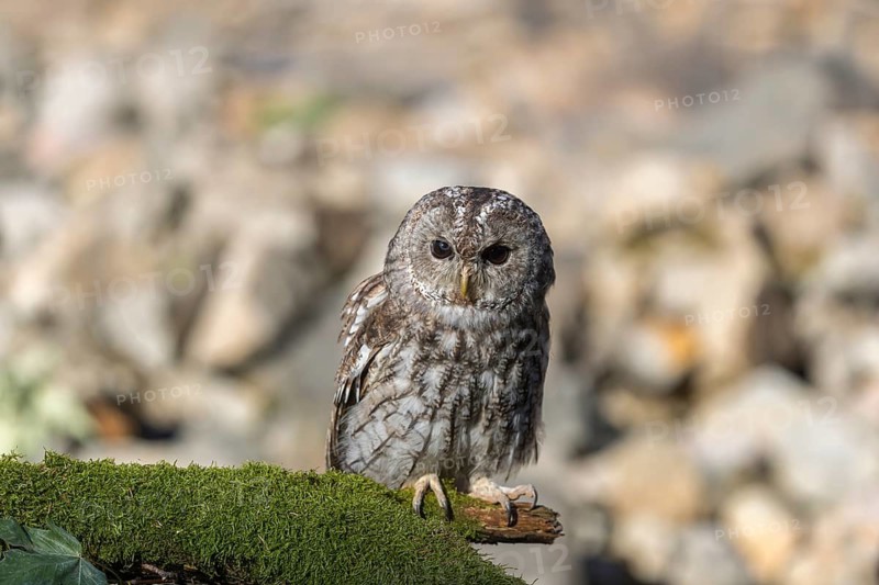 One tawny owl or brown owl (Strix aluco) sitting on a mossy branch