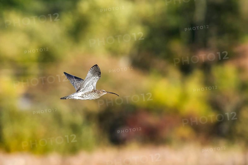 Eurasian Curlew, Numenius arquata, birds in flight over marshes
