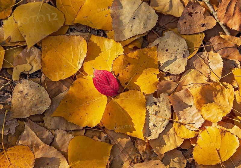 Bunter Laubhaufen am Boden mit gelben und roten Herbstblättern einer Pappel (Populus spec.) im Sonnenlicht, Heidelberg, Baden-Württemberg, Deutschland