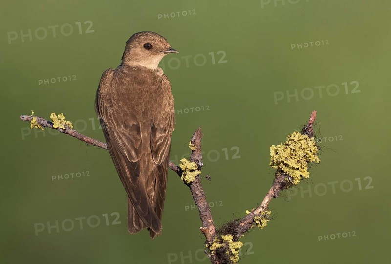 Northern Rough-winged Swallow (Stelgidopteryx serripennis) perched on lichen branch, British Columbia, Canada