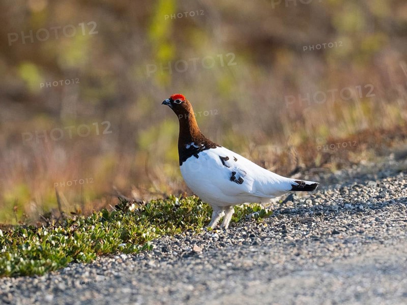 Willow ptarmigan (Lagopus lagopus) male, in summer plumage, at edge of a road, May, Finnish Lapland