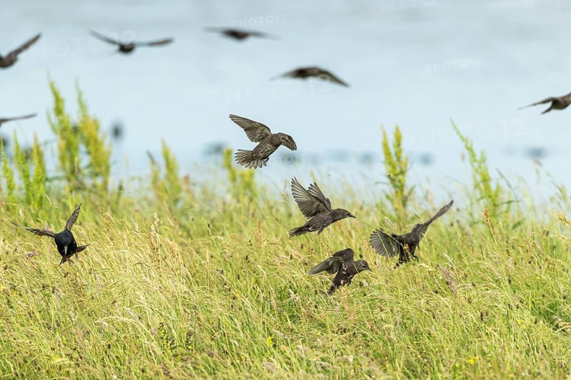 Common Starling (Sturnus vulgaris) group flying, Texel, Netherlands