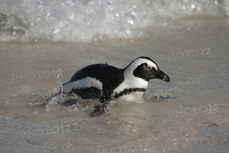 African Penguin (Spheniscus demersus) coming ashore, South Africa
