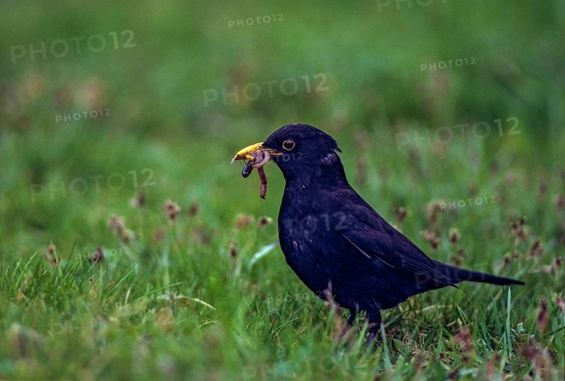 Blackbird, Turdus Merula, Prey, Birds, Capture, Foraging, Garden, Leo, Male, Male, Foraging, Passeri, Earthworm, Songbirds, Thrush, Birds