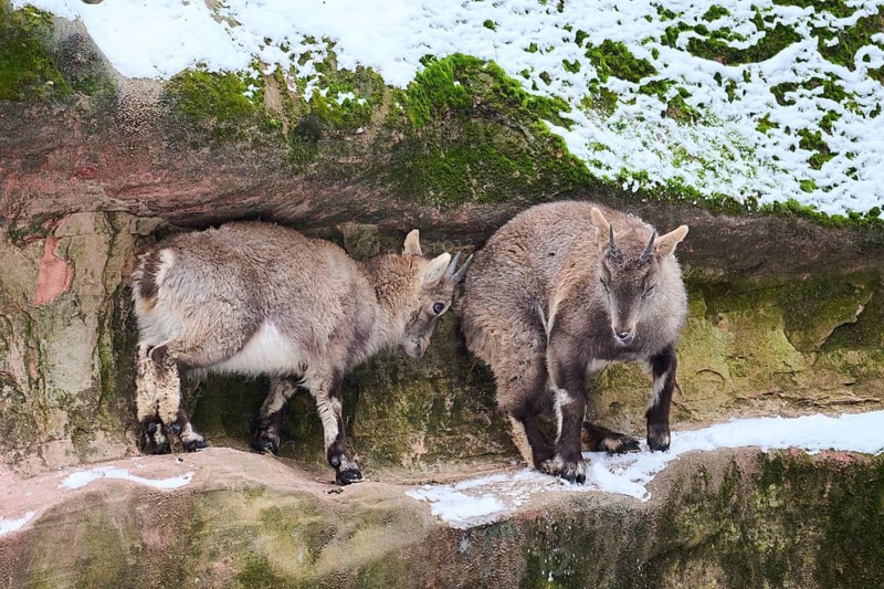 Alpine ibex (Capra ibex) youngsters in winter, snow, Bavaria, Germany
