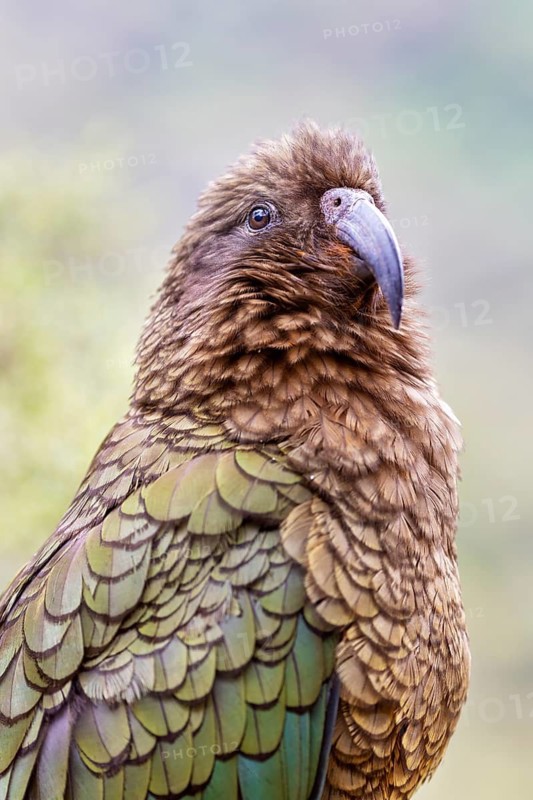 Kea (Nestor notabilis), Fiordland National Park, New Zealand