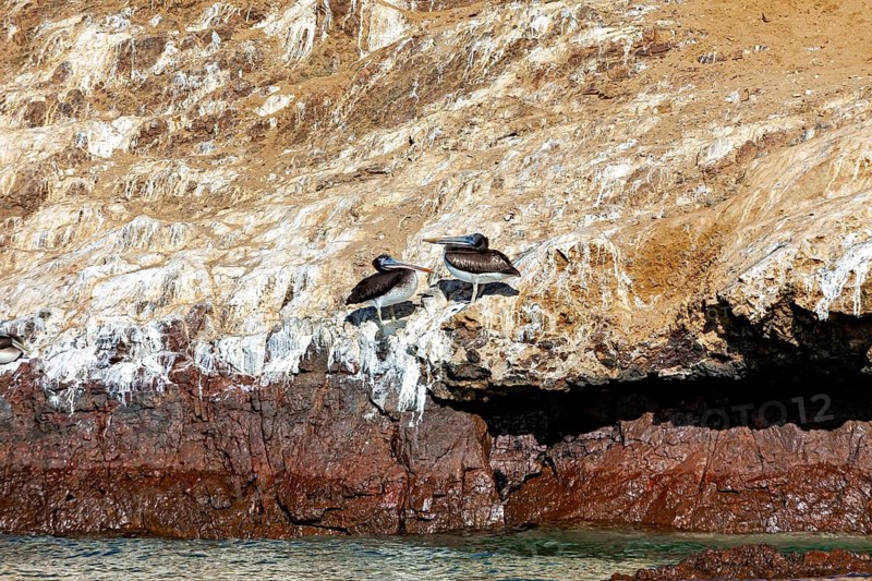 Two pelicans on a rocky coast with the sea in the background, brown pelican in Paracas in Peru (Pelecanus occidentalis)