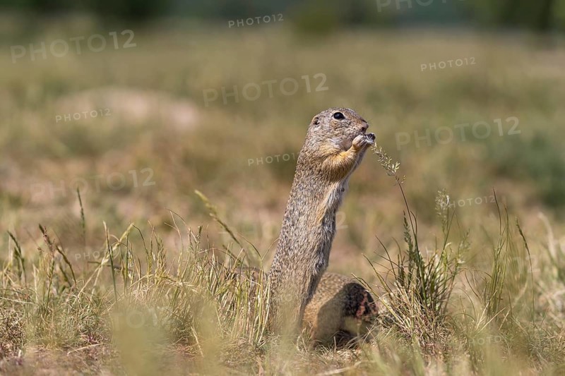 One European ground squirrel (Spermophilus citellus) or European souslik feeding on seeds in tall grass
